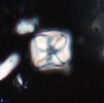 Micula decussata 15081