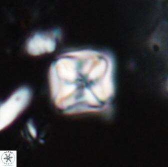 Micula decussata 15081