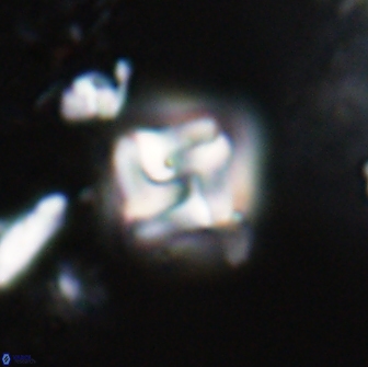 Micula decussata 15082