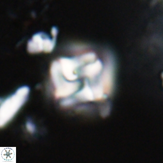 Micula decussata 15082