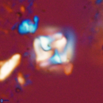Micula decussata 15083