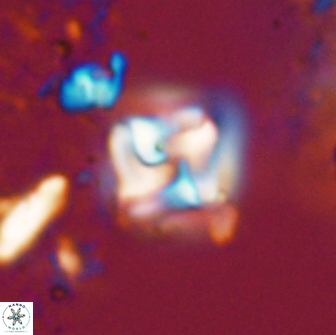 Micula decussata 15083