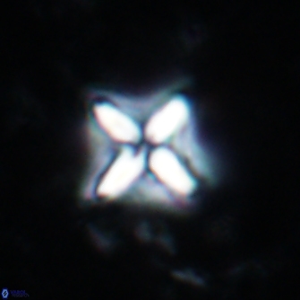 Micula decussata 1682