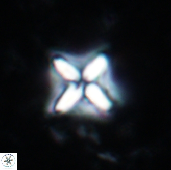 Micula decussata 1682