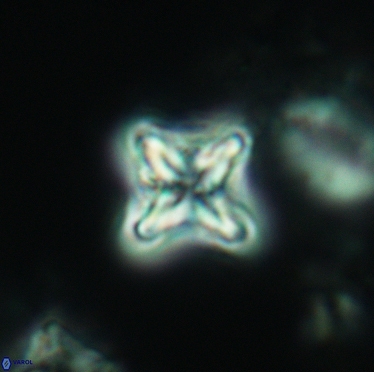 Micula decussata 3402