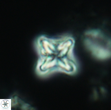 Micula decussata 3402