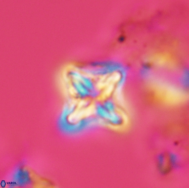 Micula decussata 3403