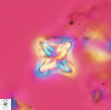Micula decussata 3403