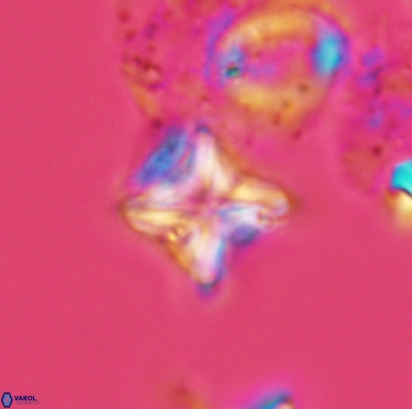 Micula decussata 3404