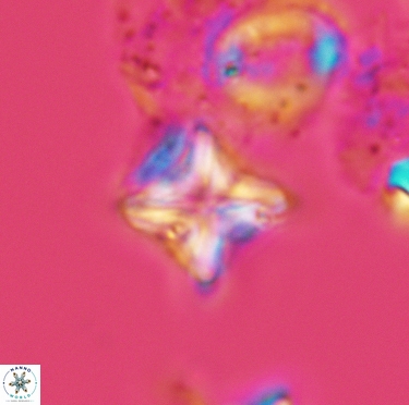 Micula decussata 3404