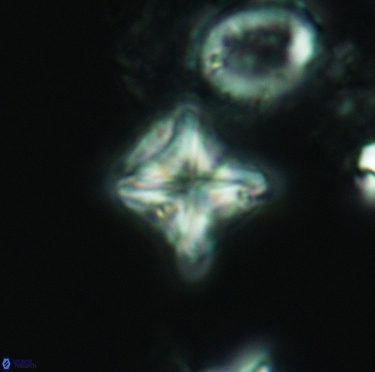 Micula decussata 3405
