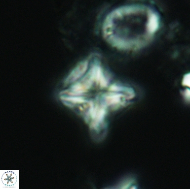 Micula decussata 3405