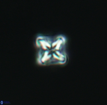 Micula decussata 3208