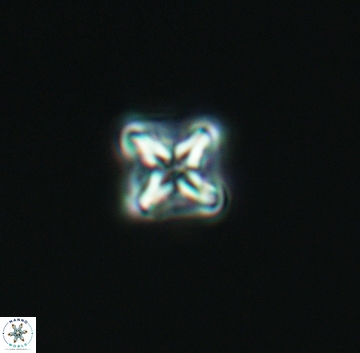 Micula decussata 3208