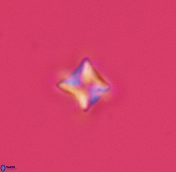 Micula decussata 3210