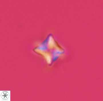 Micula decussata 3210