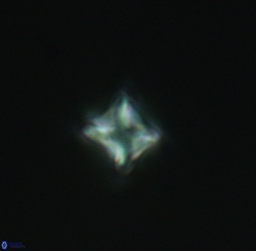 Micula decussata 3211