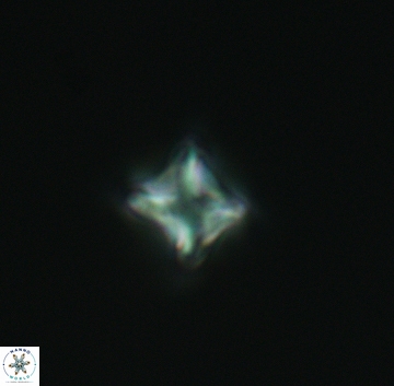 Micula decussata 3211