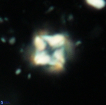 Micula decussata 4743