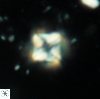 Micula decussata 4743