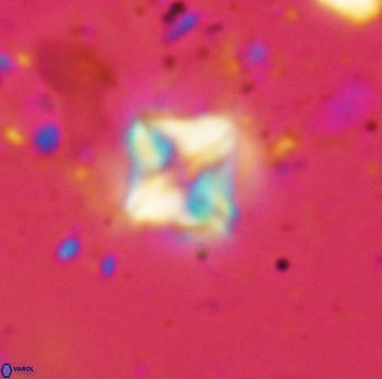 Micula decussata 4744