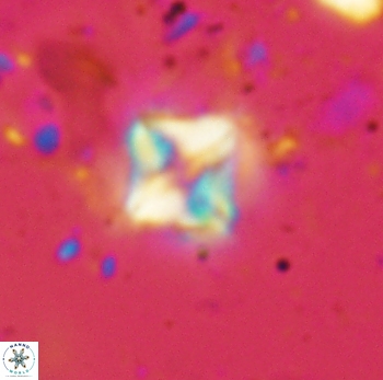 Micula decussata 4744