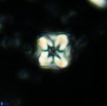 Micula decussata 4745