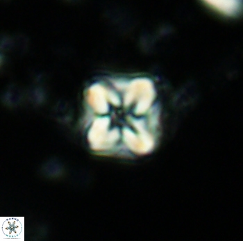 Micula decussata 4745