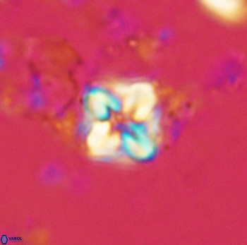 Micula decussata 4746