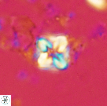 Micula decussata 4746