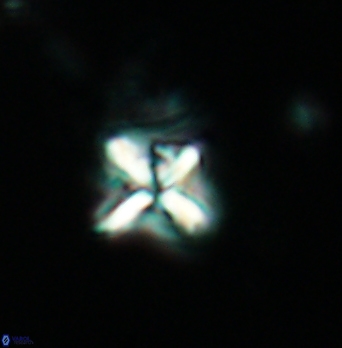 Micula decussata 4900