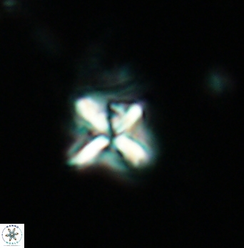 Micula decussata 4900