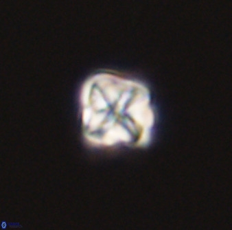 Micula decussata 41434