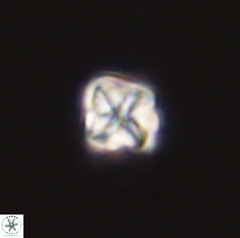 Micula decussata 41434