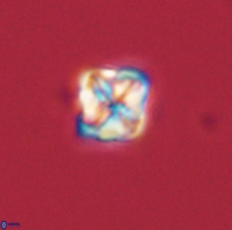 Micula decussata 41435