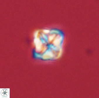 Micula decussata 41435