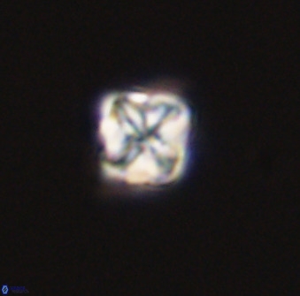 Micula decussata 41436