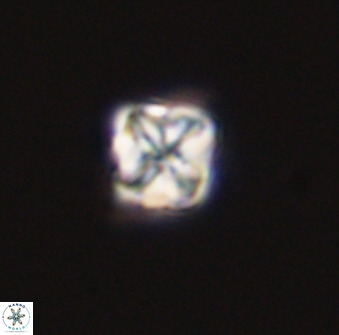 Micula decussata 41436