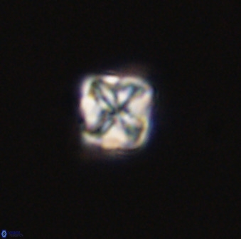 Micula decussata 41437