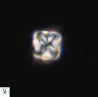 Micula decussata 41437