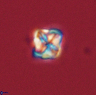 Micula decussata 41438