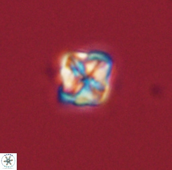 Micula decussata 41438
