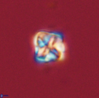 Micula decussata 41439