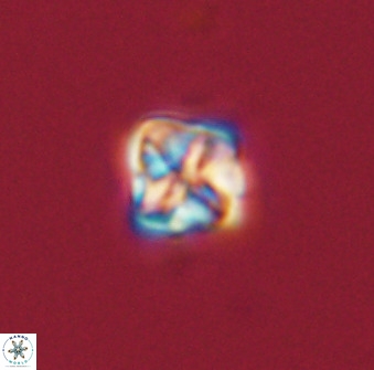 Micula decussata 41439