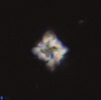 Micula decussata 41432