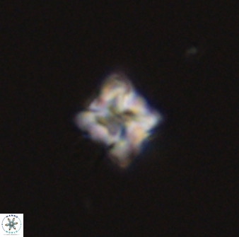 Micula decussata 41432