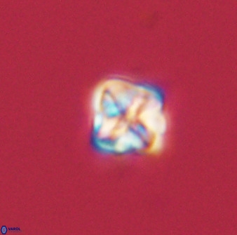 Micula decussata 41433