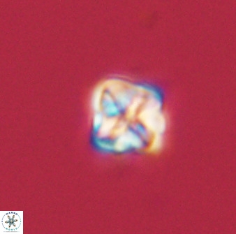 Micula decussata 41433