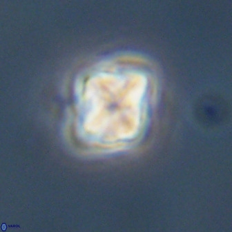 Micula decussata 41444