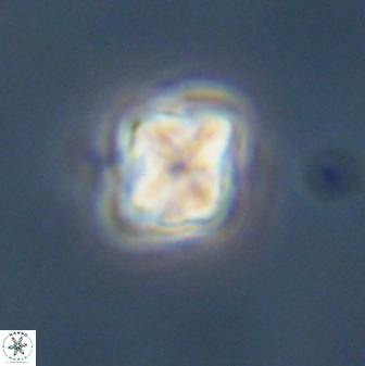 Micula decussata 41444